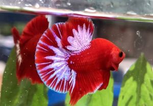 Cá Betta Red Fancy: Đặc điểm và cách nuôi cho người mới