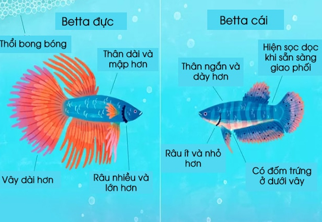 Tiêu đề ảnh phân biệt cá Betta trống mái ảnh 2