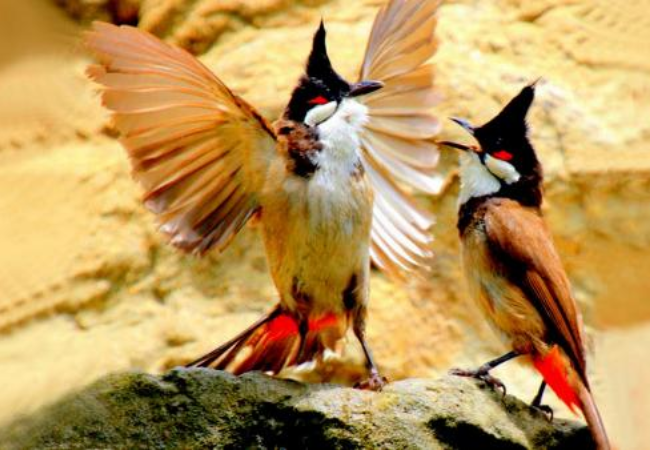 Cách Chọn Chim Chào Mào Có Tố Chất Chơi Hay 2022 - Thức ăn Chim Cảnh Hiển  Bảo Khánh