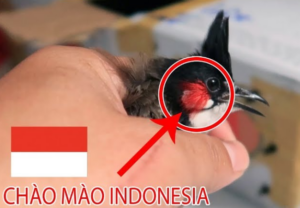 Chào Mào Indonesia là chim gì và cách nuôi ra sao?