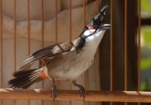 Chim Chào Mào Lân Tê: Cách nuôi và chăm sóc chim thi đấu
