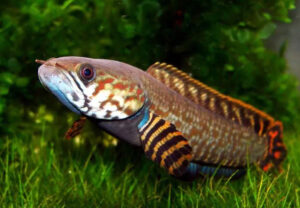 Cá Lóc Cầu Vồng Ngũ Sắc: Dòng cá kiểng mini đẹp rất được ưa chuộng