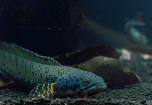 Cá Lóc Pháo Hoa Da Báo: Đặc điểm, cách nuôi cá lên màu đẹp