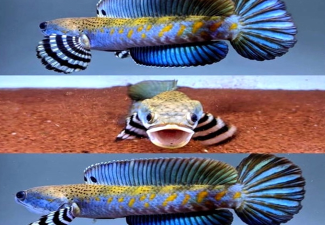Tiêu đề ảnh cá Lóc Pháo Hoa Đốm Vàng ảnh 8