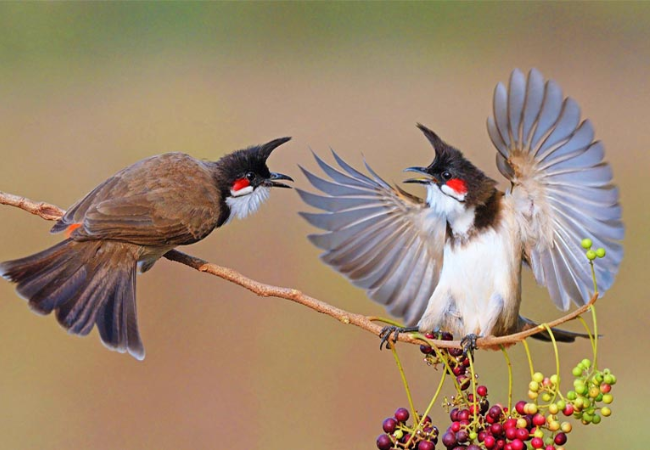 Tiếng hót chào mào trống - Tìm hiểu về giọng hót đặc trưng và cách chăm sóc  chim