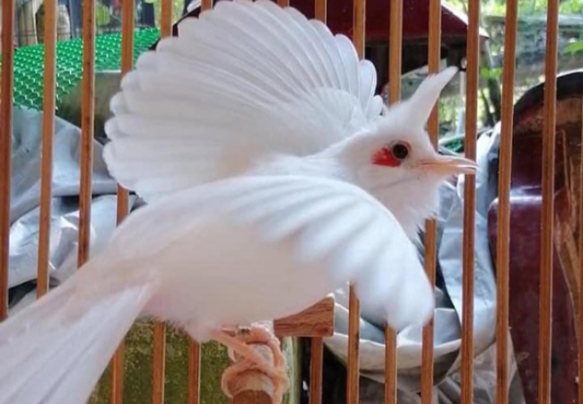 Tiếng chim chào mào cách chọn chim hay – Chim Cảnh Việt