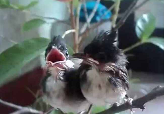 Tiếng Chim Chào Mào Bông | Đàn Chim Chào Mào Bông Cực Đẹp Ngoài Tự Nhiên |  Vn24Tv Channel - YouTube