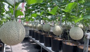 Cây Dưa lưới: Đặc điểm, cách trồng và chăm sóc cây đúng kỹ thuật