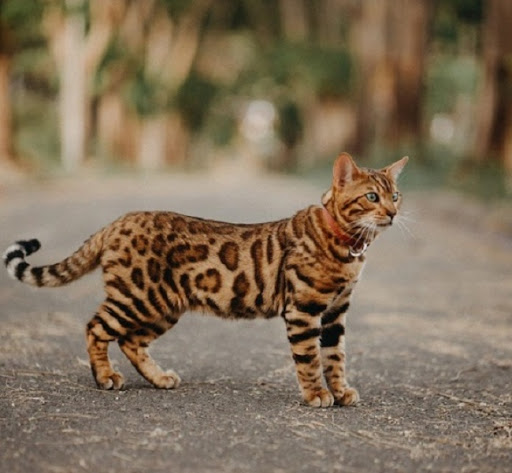 Một bé mèo Châu Á có thể có giá từ vài triệu đến vài chục triệu đồng