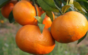 Chi tiết cách trồng và chăm sóc cam bù Hà Tĩnh hiệu quả