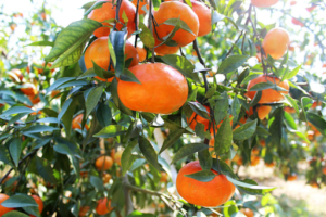 Chi tiết kỹ thuật trồng và chăm sóc cây cam canh