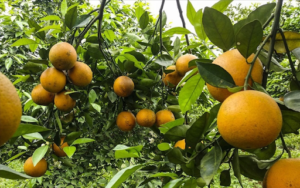 Cây cam Cao Phong: Hướng dẫn cách trồng và chăm sóc