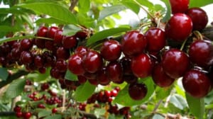 Cây Cherry là cây gì? Cách trồng giúp thu hút may mắn, tài lộc