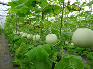 Chi tiết về cách trồng và chăm sóc cây dưa lê