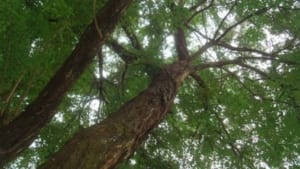 Cây gỗ Cẩm Lai là cây gì? Đặc điểm, hình ảnh, ý nghĩa phong thủy