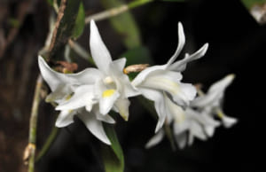 Hoa lan Bạch Câu: loài hoa mang vẻ đẹp mềm mại