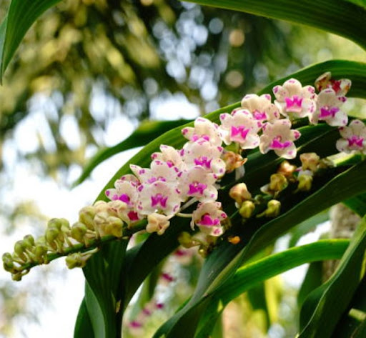 Hoa lan Đai Châu, còn được gọi là hoa lan Nghinh Xuân, là một loại hoa lan phổ biến và được ưa chuộng trong nghệ thuật trồng lan