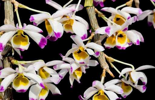 Cây lan hoàng thảo u lồi có nguồn gốc từ rừng thường có giá cao hơn so với cây lan hoàng thảo u lồi được nhân giống trong nhà kính