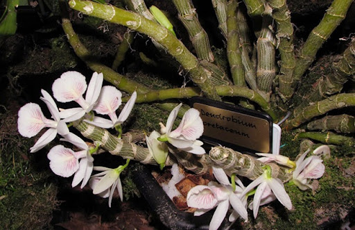 Tên khoa học: Dendrobium cretaceum Lindl