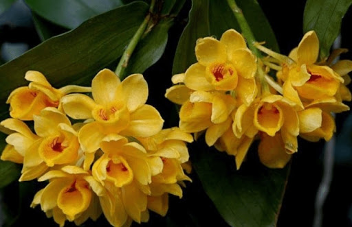 Hoa lan Kiều Dẹt có màu vàng tươi, với một môi nhỏ giữa, màu cam đậm và những sợi lông ngắn