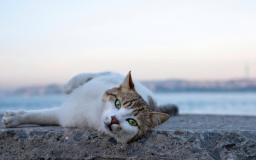 Mèo Aegean thuần chủng sẽ có giá cao hơn mèo lai