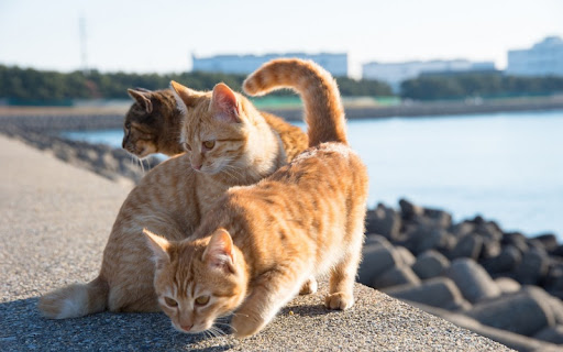 Giống mèo Aegean thường được nhìn thấy ở vùng biển Aegean