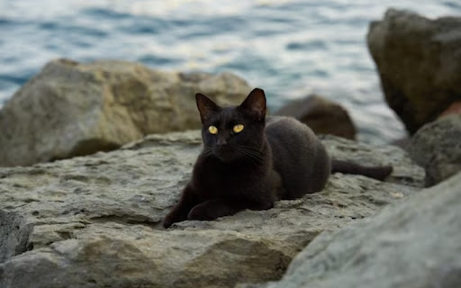 Một chú mèo Aegean với bộ lông đen huyền bí