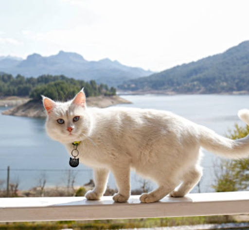 Mèo Angora Thổ Nhĩ Kỳ là một trong những giống mèo cổ xưa và quý hiếm