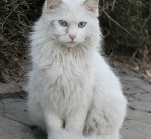 Mèo Angora Thổ Nhĩ Kỳ là một giống mèo khá khó tính trong việc ăn uống