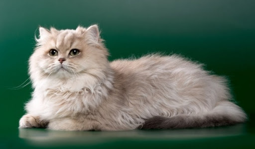 Mèo Ba Tư truyền thống thường có màu mắt xanh hoặc ngọc lam, tạo nên vẻ đẹp và sự quyến rũ đặc trưng của chúng