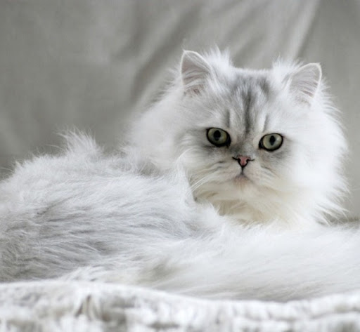 Mèo Ba Tư truyền thống thường rất tình cảm và thích gắn bó với gia đình