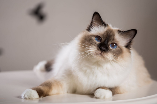 Mèo Bali thuần chủng có giá thành tương đối cao