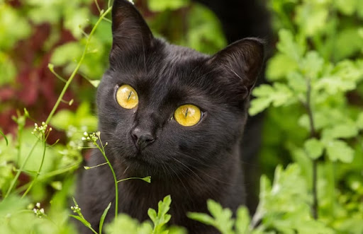 Mèo Bombay là một giống mèo cần nhiều protein để duy trì sức khỏe và bộ lông đẹp