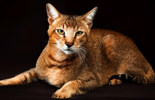 Mèo Chausie được là giống lai giữa mèo rừng và mèo nhà