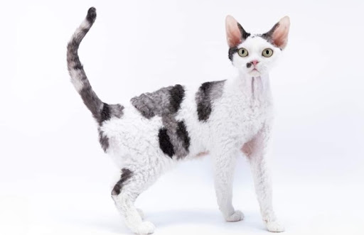 Mèo Devon Rex là một giống mèo có nguồn gốc từ Anh, xuất hiện từ những năm 1960