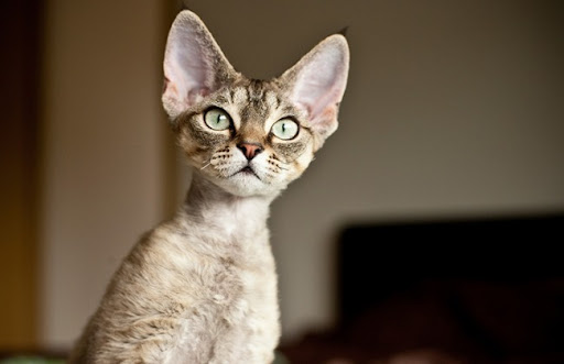 Mèo Devon Rex có bộ lông xoăn đặc biệt, chỉ có lớp lông dưới và lông râu