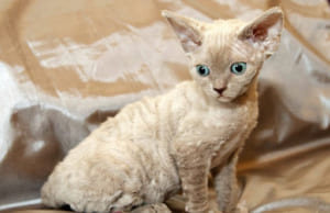 Mèo Devon Rex: Cách nuôi và chăm sóc giống mèo lông xoăn đáng yêu