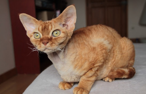Bạn có thể tìm mua mèo Devon Rex tại các trại mèo ở nước ngoài