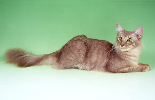 Mèo Java cần được cung cấp đủ dinh dưỡng và nước để duy trì sức khỏe và bộ lông đẹp