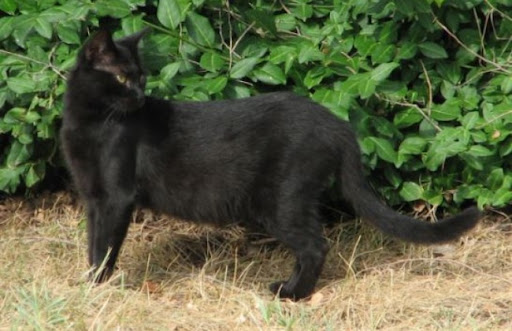 Mèo Kellas có một bộ lông đen bóng, dài và mượt rất đặc trưng