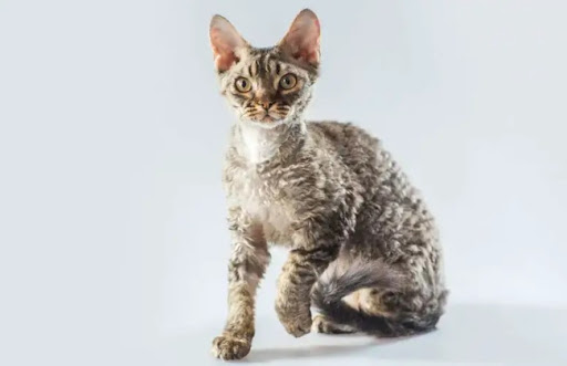 Các bệnh thường gặp ở mèo Rex Cornwall và cách chữa