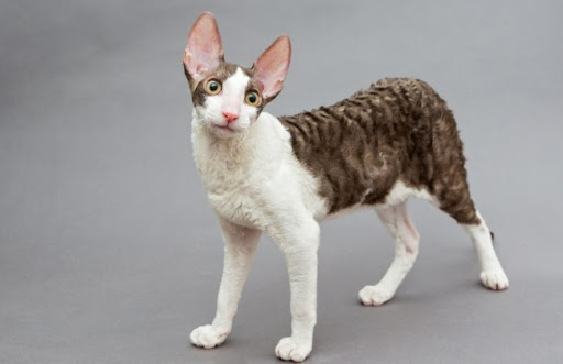 Giá một chú mèo Rex Cornwall nhập khẩu có thể từ 1000 – 2000 $, chưa kể chi phí vận chuyển, thuế, và tiêm phòng