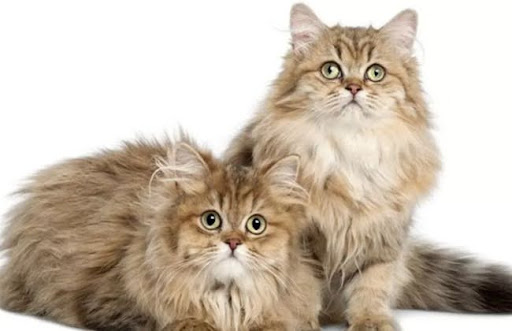 Mèo lông dài Anh là một giống mèo rất thân thiện, trung thành, dễ gần và dễ nuôi