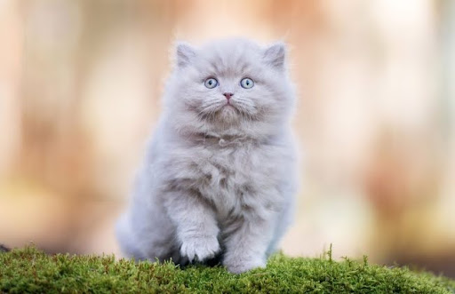 Mèo Anh lông dài thuần chủng nhập khẩu từ 8 triệu đến 30 triệu đồng
