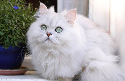Người Ba Tư đã nuôi và lai tạo mèo Persian từ thời cổ đại, và giống mèo này đã trở thành một biểu tượng văn hóa ba tư