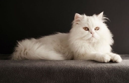Mèo ba tư có bộ lông dày, mềm mịn và dài, bao phủ toàn bộ cơ thể