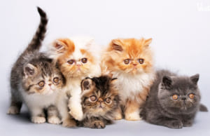 Mèo Ba Tư – Giá cả, đặc điểm, tính cách về giống mèo mặt tịt đáng yêu