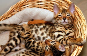 Cẩm nang nuôi mèo Bengal – Từ A đến Z