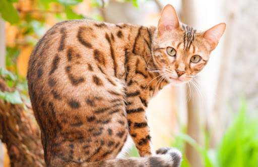 Mèo Bengal có thể lai tạo với các giống mèo khác, nhưng nên chọn những giống mèo có cùng kích thước và tính cách để tránh những vấn đề về sức khỏe của mèo con