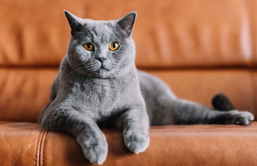 Nguồn gốc của mèo Chartreux còn nhiều tranh cãi